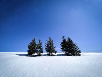 Pine trees on snow covered landscape against blue sky