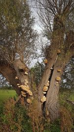 Low angle view of trees in forest
