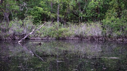 Trees and plants in water