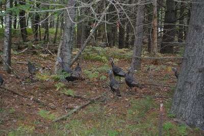 Trees in a forest