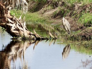 View of a duck in a lake