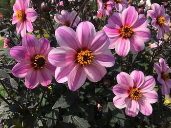 High angle view of fresh pink flowers