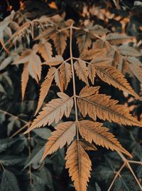 Close-up of plant