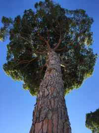 Low angle view of tree against clear sky