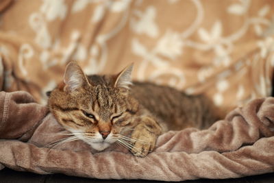 Close-up of cat relaxing