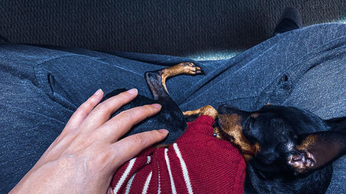 High angle view of dog on hand