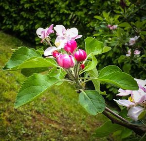 Close-up of pink flower blooming in garden