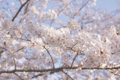 Low angle view of cherry blossom tree