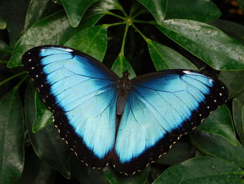 Close-up of butterfly on leaf