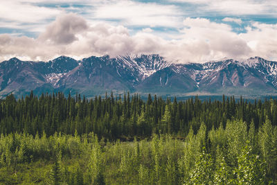 Denali national park, alsaka, nature, landscape, wilderness