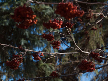 Close-up of berries on tree