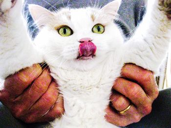 Close-up of cropped hand holding cat