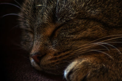 Close-up of cat sleeping