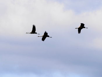 Low angle view of birds flying in sky