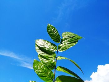 Low angle view of plant against blue sky