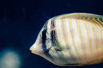 Close-up of fish swimming in tank at aquarium