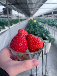 Close-up of hand holding strawberries