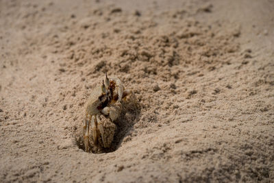 Ghost crab lives on the beach.