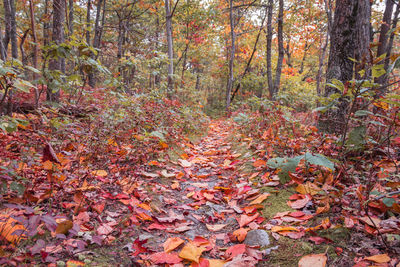 Autumn leaves on trees in forest