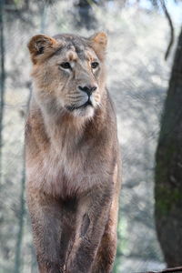 Portrait of a lion