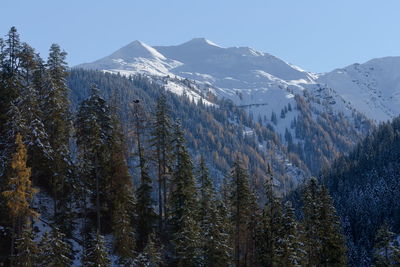 Panoramic view of pine trees against sky