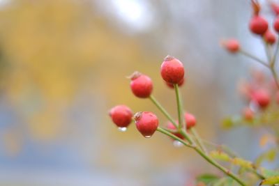 Close-up of rowanberries growing on tree