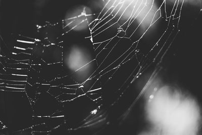 Close-up of spider on web at night