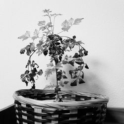 Close-up of potted plant on table at home