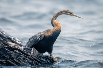 Close-up of bird