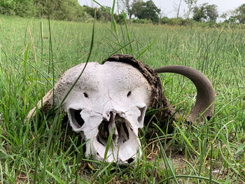 Close-up of animal skull on grass