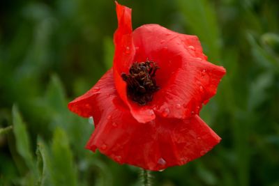 Close-up of insect on red flower