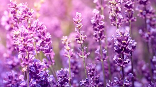 Close-up of purple flowering plants on field