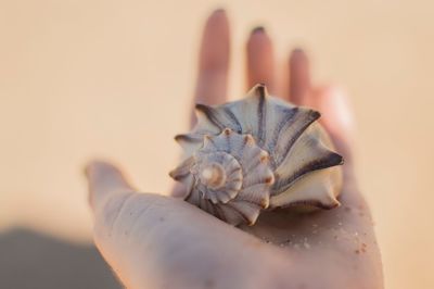 Close-up of woman holding conch shell at beach