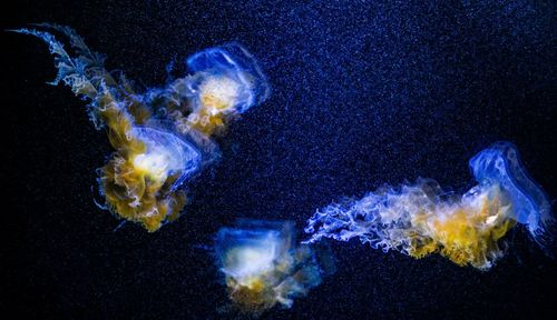 Close-up of jellyfish swimming in sea