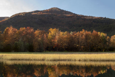 Trees on field by lake against sky during autumn