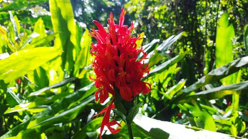 Close-up of red flowers