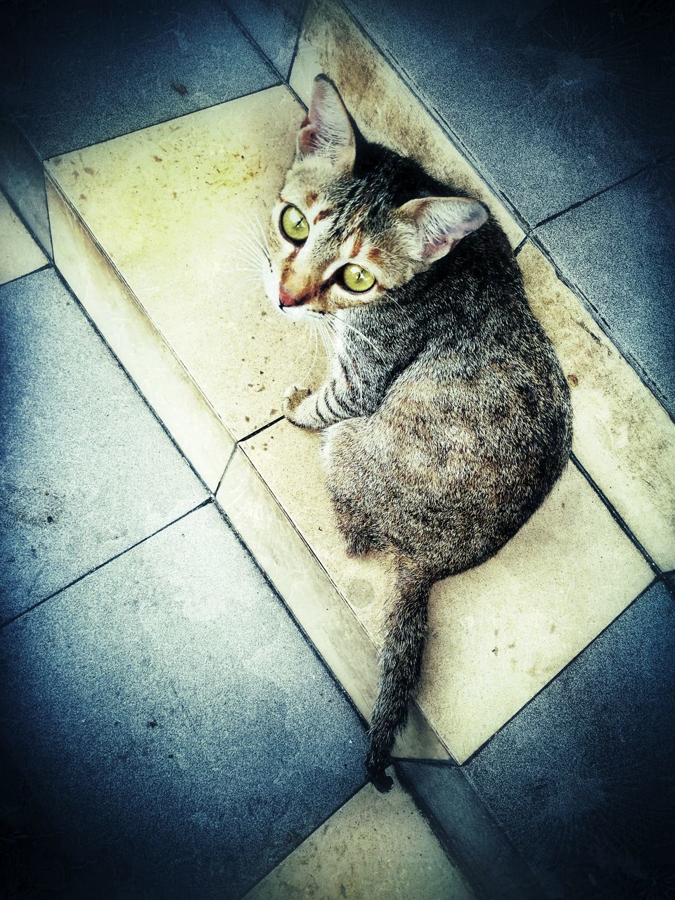 CLOSE-UP OF CAT ON WALL