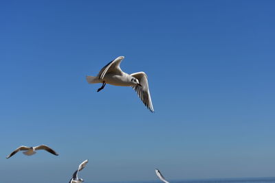 Low angle view of seagulls flying against clear blue sky