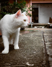 Cat looking away