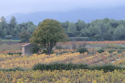 Scenic view of trees on field against sky