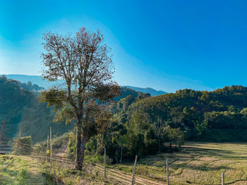 Trees on field against clear blue sky