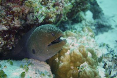 Close-up of fish swimming in sea