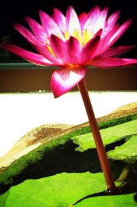 Close-up of pink flowers