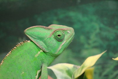 Close-up of lizard