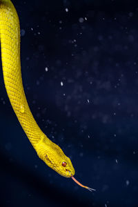 Close-up of snake