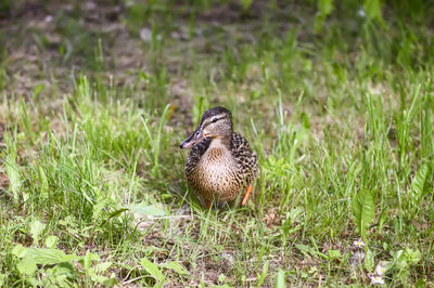 Close-up of bird on field