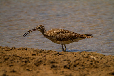 View of bird on beach