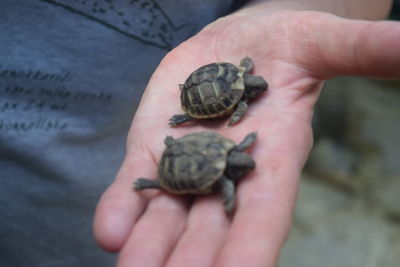 Midsection of person holding young turtles