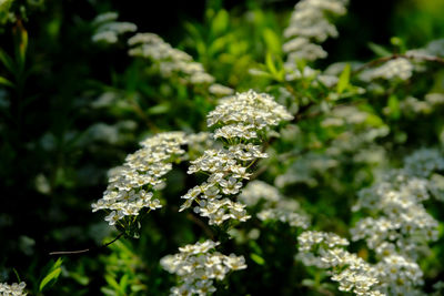 Close-up of white flowering plant on field