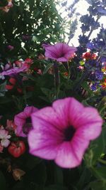 Close-up of pink flowering plants